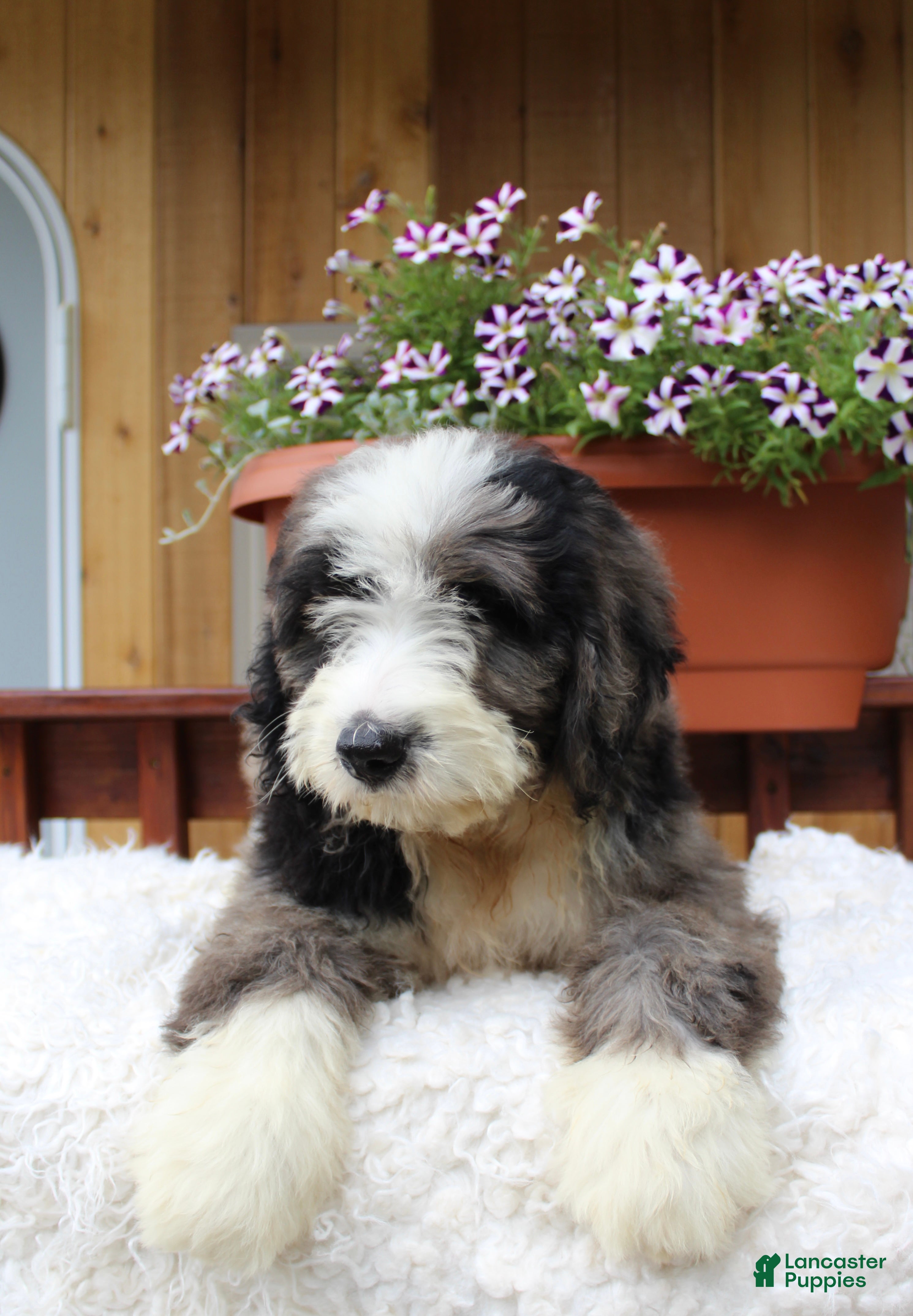 Bernedoodle dogs Toby - Ad 1