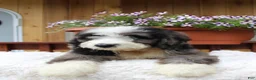 Bernedoodle dogs for sale: Toby - Ad 1