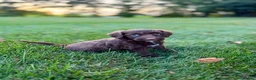 Portuguese Water Dog dogs for sale: Hazel - Ad 7