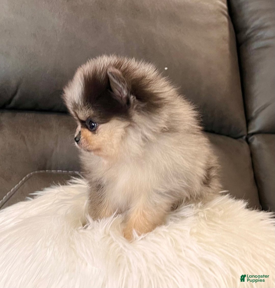 Pomeranian dogs for sale: Peanut - Ad 2