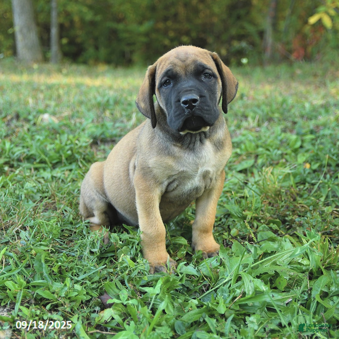 Apricot The Biggest English Mastiff Sale Apricot Mastiff New Arrivals