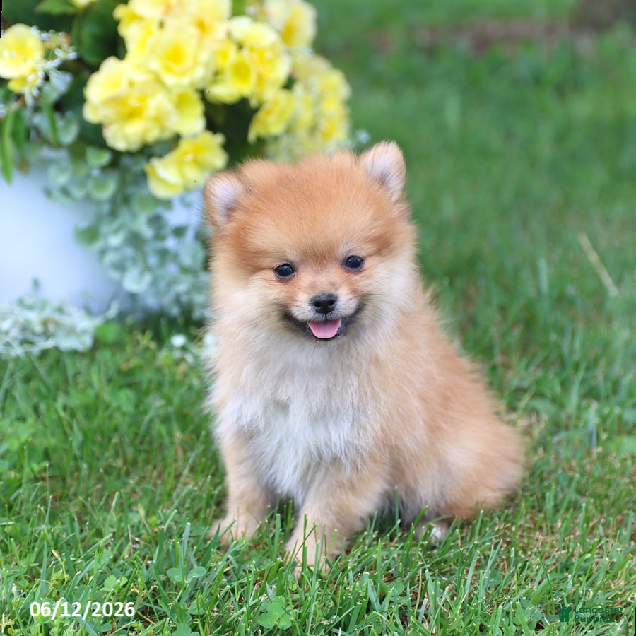 Pomeranian dogs Denver - Ad 1