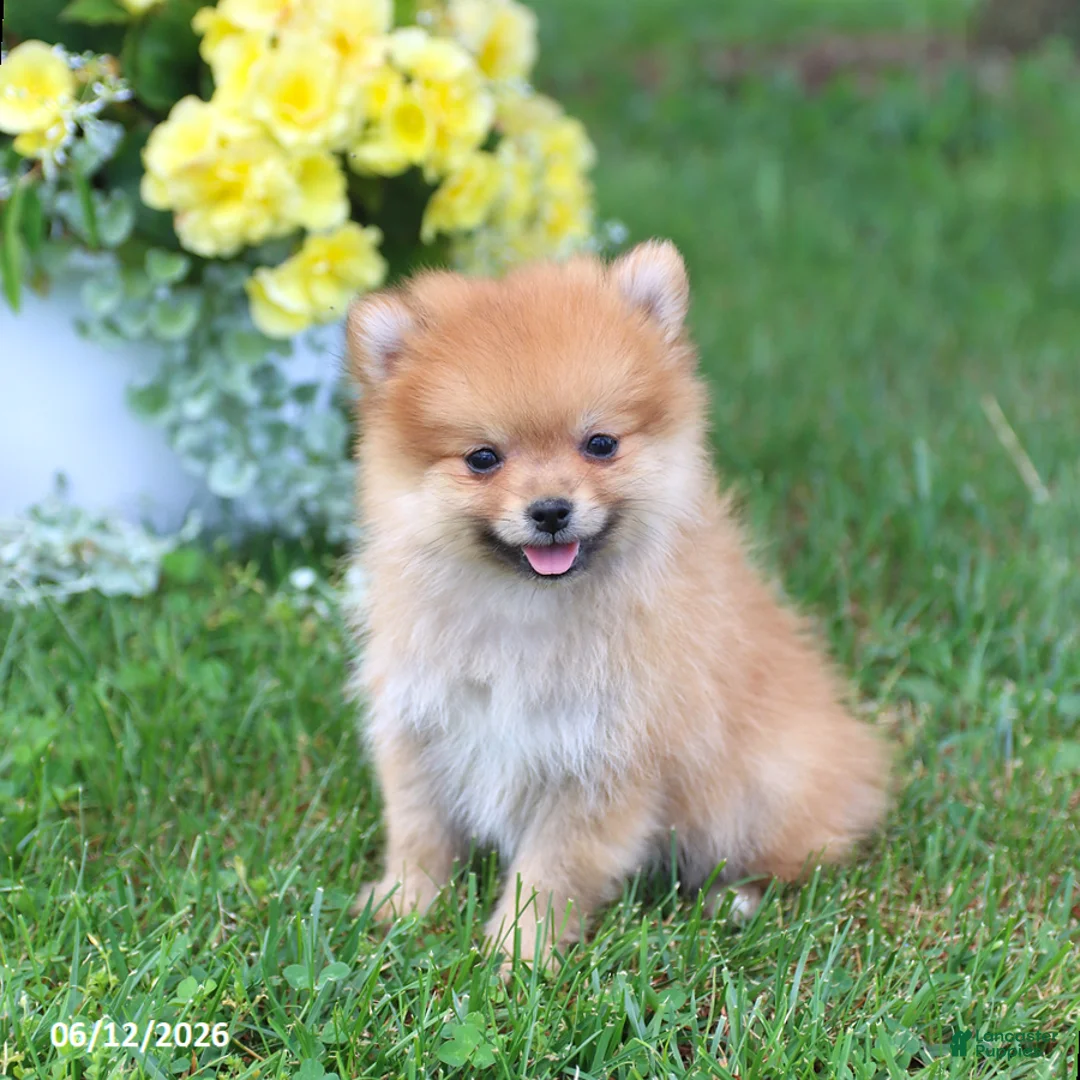 Pomeranian dogs for sale: Denver - Ad 1