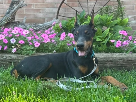 Doberman Pinscher dogs Zuri - Ad 2