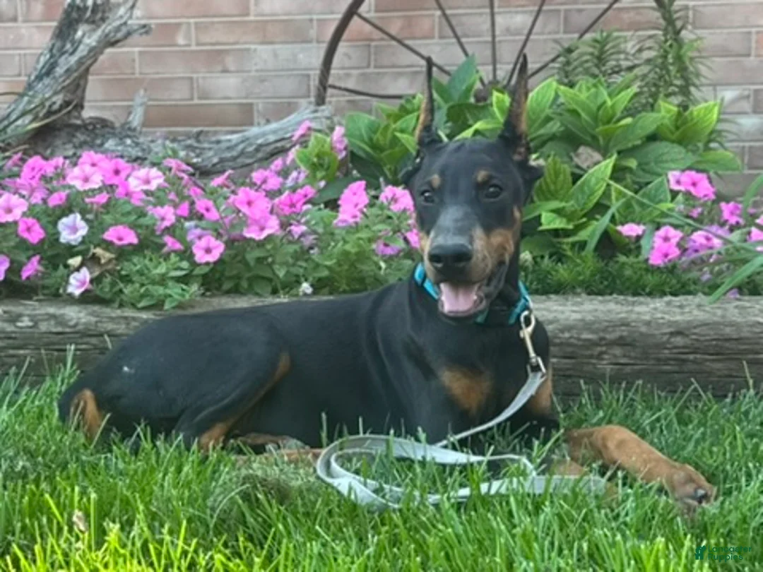 Doberman Pinscher dogs for sale: Zuri - Ad 2