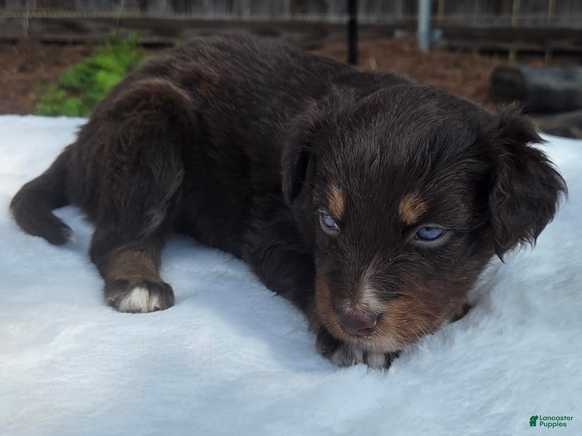 Australian Shepherd dogs Siri - Ad 1