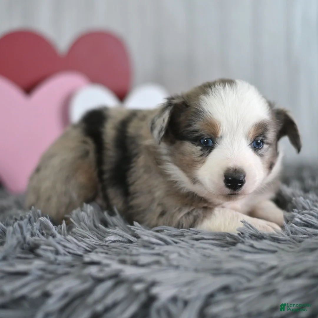Miniature Australian Shepherd dogs for sale: Cinnamon  - Ad 3
