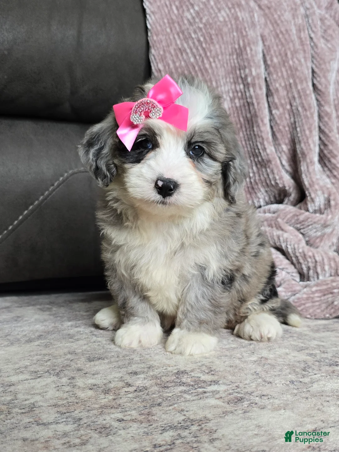 Mini Bernedoodle dogs for sale: Mini Willow - Ad 1