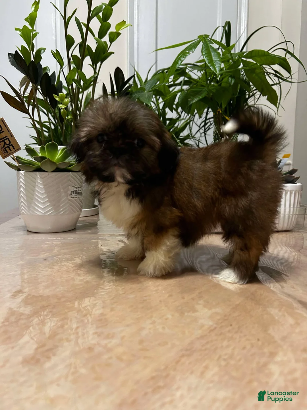 Shih Tzu dogs for sale: April - Ad 3