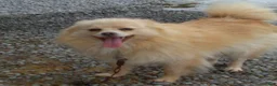 Pomeranian dogs for sale: Jill - Ad 4