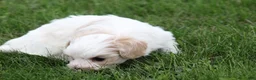 Mixed Breed dogs for sale: Mixed Breed Puppy 1 - Ad 11