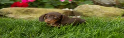 Miniature Dachshund dogs for sale: Ivan  - Ad 9