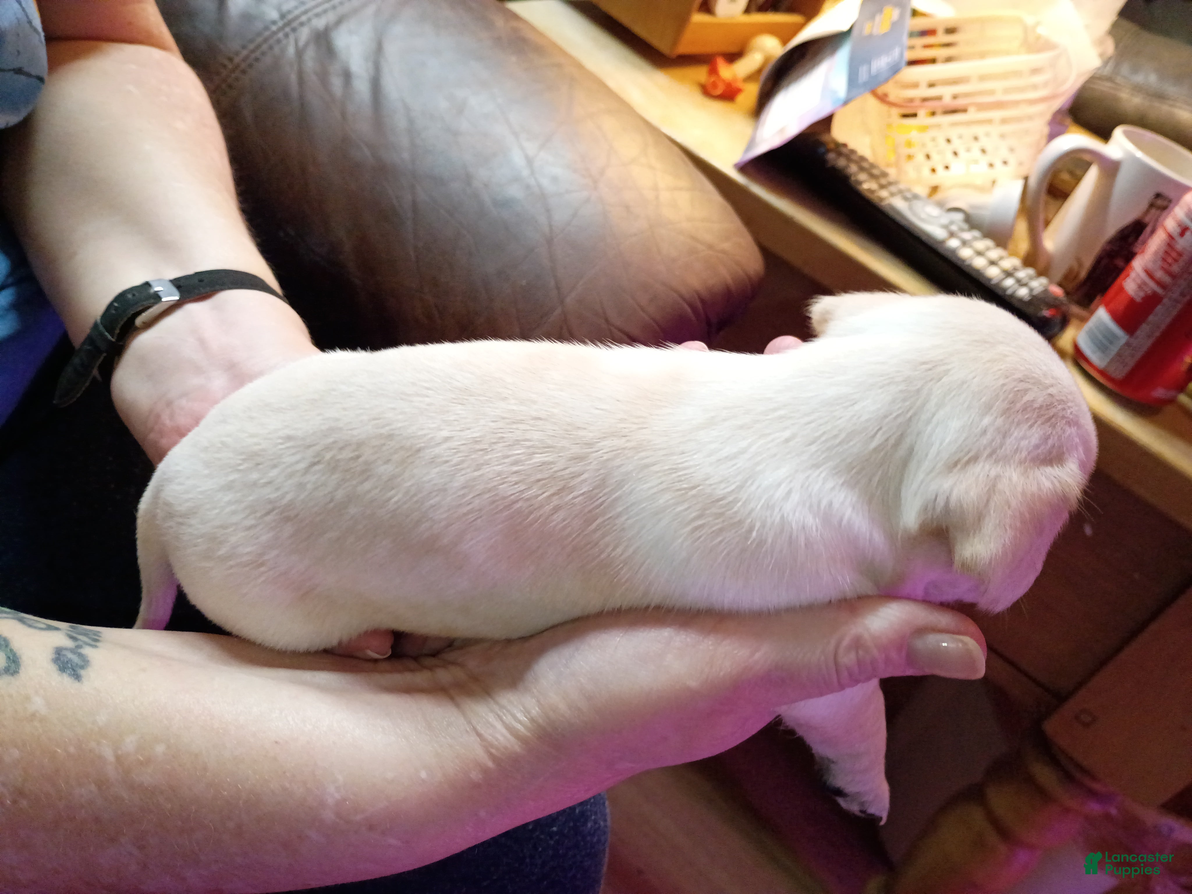 Chiweenie dogs Chiweenie Puppy 6 - Ad 7