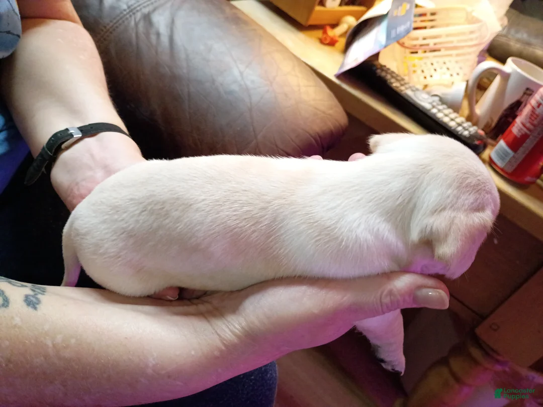 Chiweenie dogs for sale: Chiweenie Puppy 6 - Ad 1