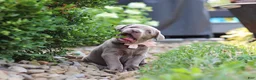 Labrador Retriever dogs for sale: Clover - Ad 5