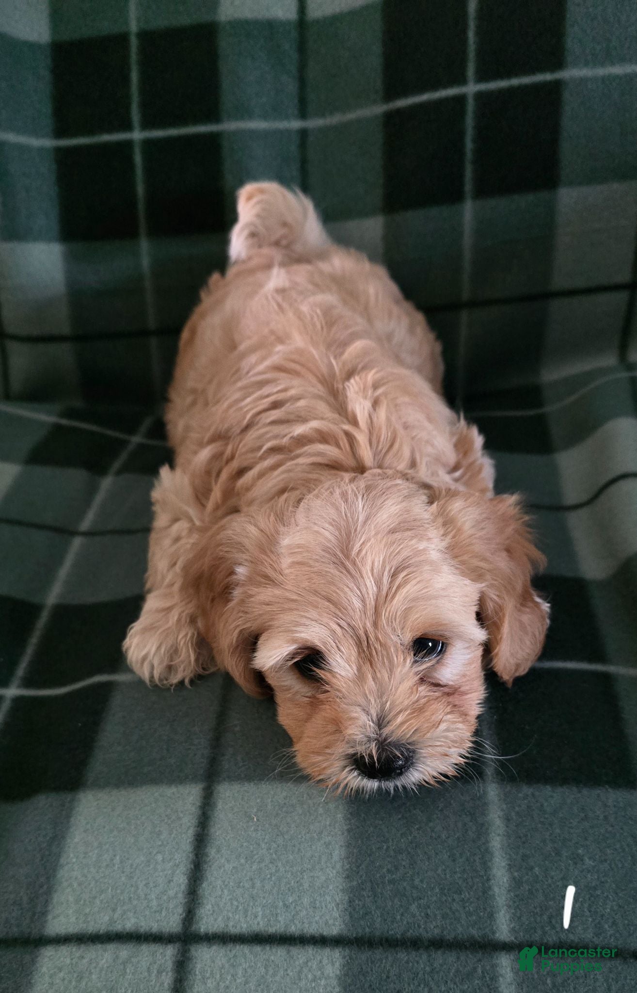 Shihpoo dogs Shihpoo 1 - Ad 37