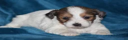 Yorkiepoo dogs for sale: Violet - Ad 4