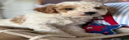 Cavapoochon dogs for sale: Cavapoochon 1 - Ad 11