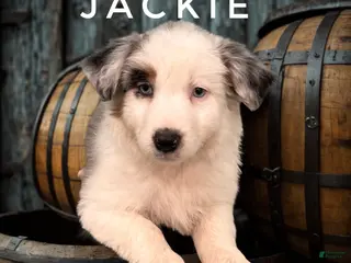 Australian Shepherd dogs Jackie - Ad 2