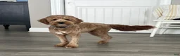 Mini Goldendoodle dogs for sale: Winston - Ad 4