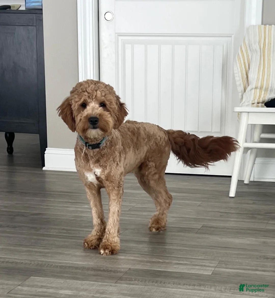 Mini Goldendoodle dogs for sale: Winston - Ad 4