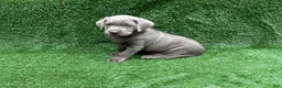 Labrador Retriever dogs for sale: Cole - Ad 5