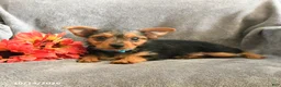 Chorkie dogs for sale: Phoenix - Ad 1