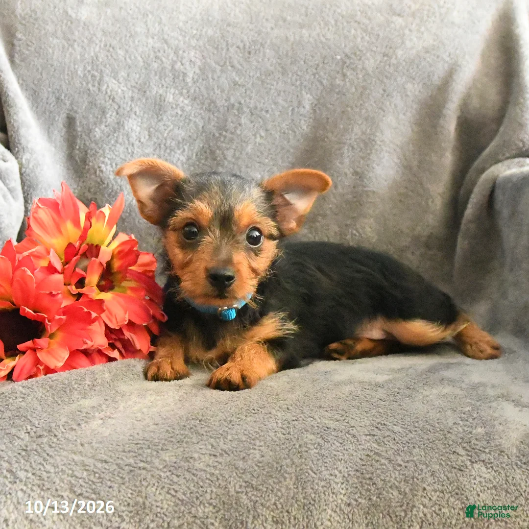 Chorkie dogs for sale: Phoenix - Ad 1