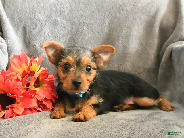 Chorkie dogs for sale: Phoenix - Ad 1
