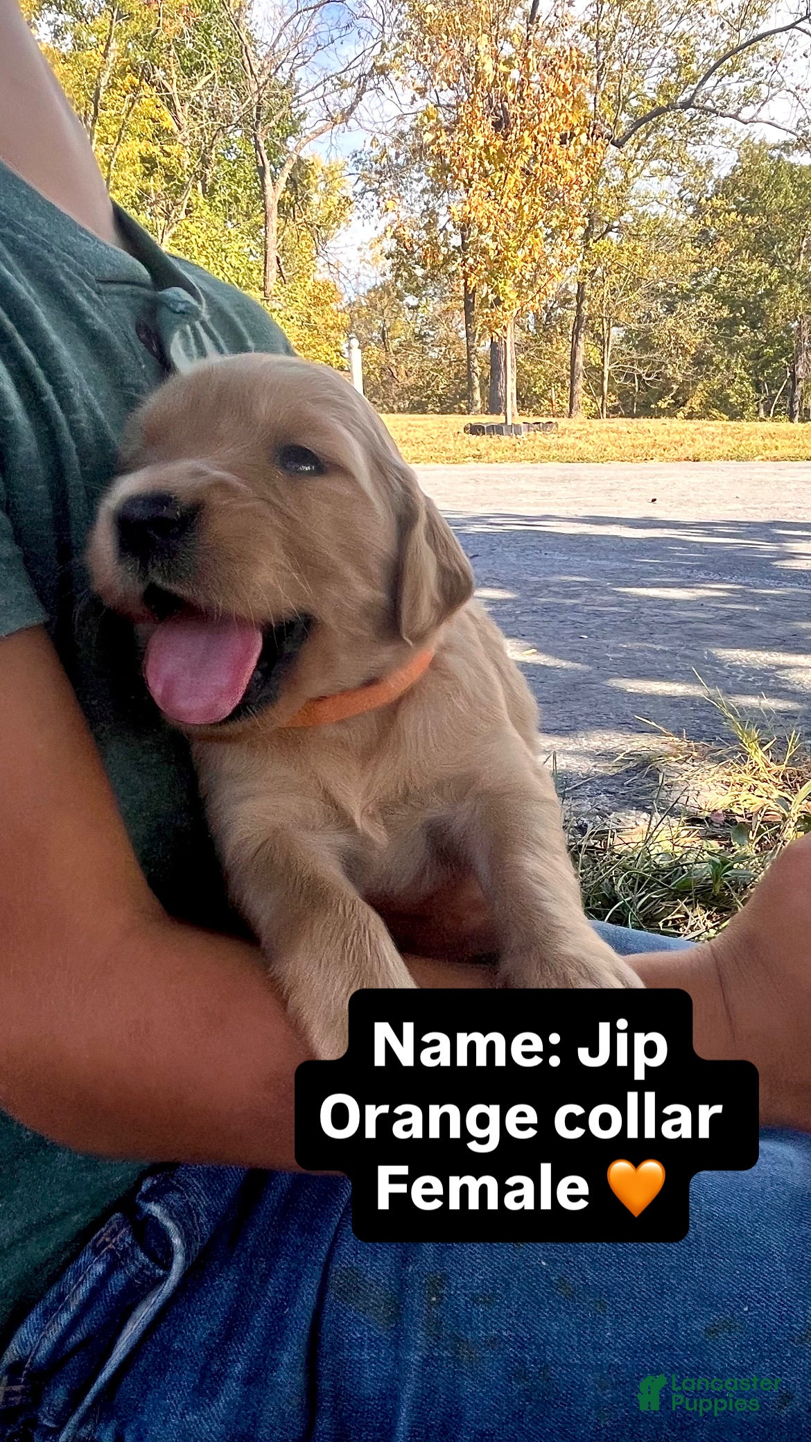 Golden Retriever dogs Golden Retriever Jip - Ad 1