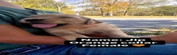 Golden Retriever dogs for sale: Golden Retriever Jip - Ad 1