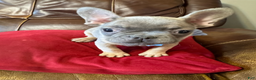 French Bulldog dogs for sale: French Bulldog Boy - Ad 3