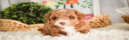 Miniature Poodle dogs for sale: Elenor - Ad 3