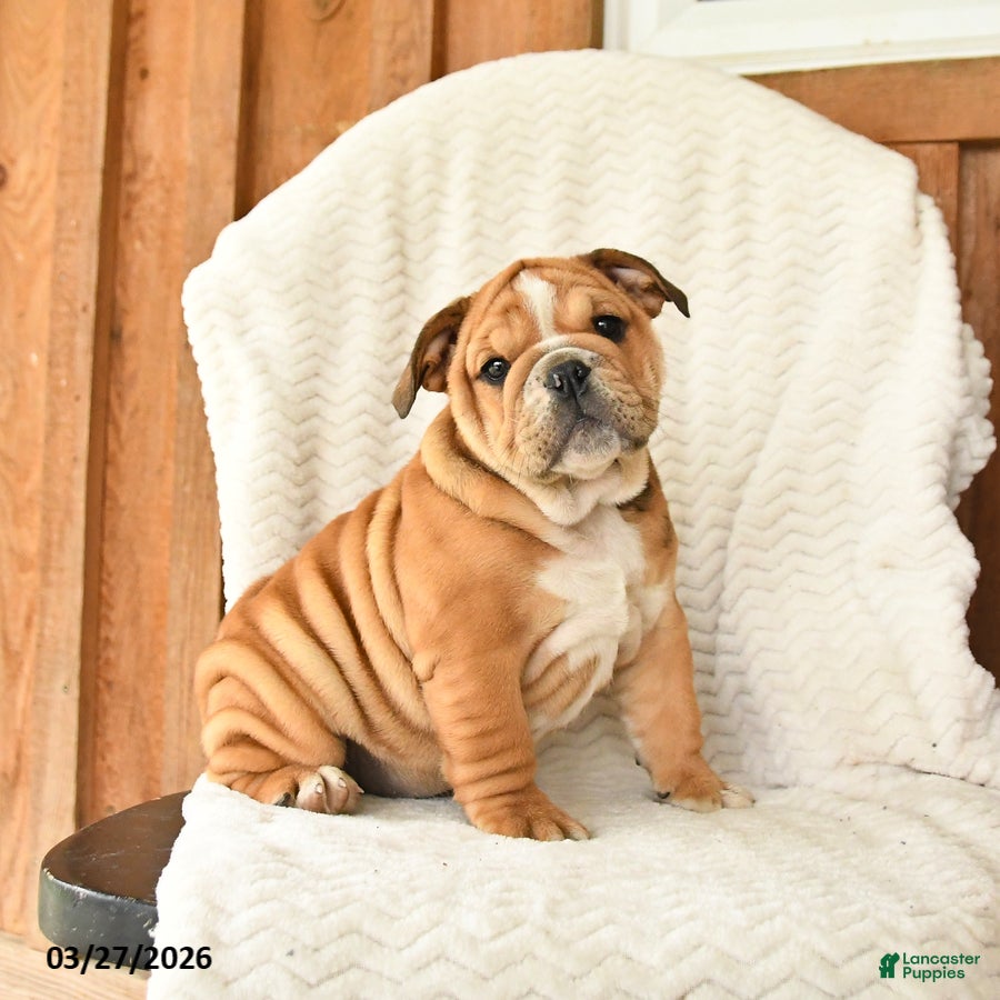 English Bulldog dogs Mindy - Ad 1