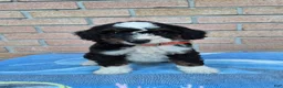 Mini Bernedoodle dogs for sale: Thunder - Ad 1
