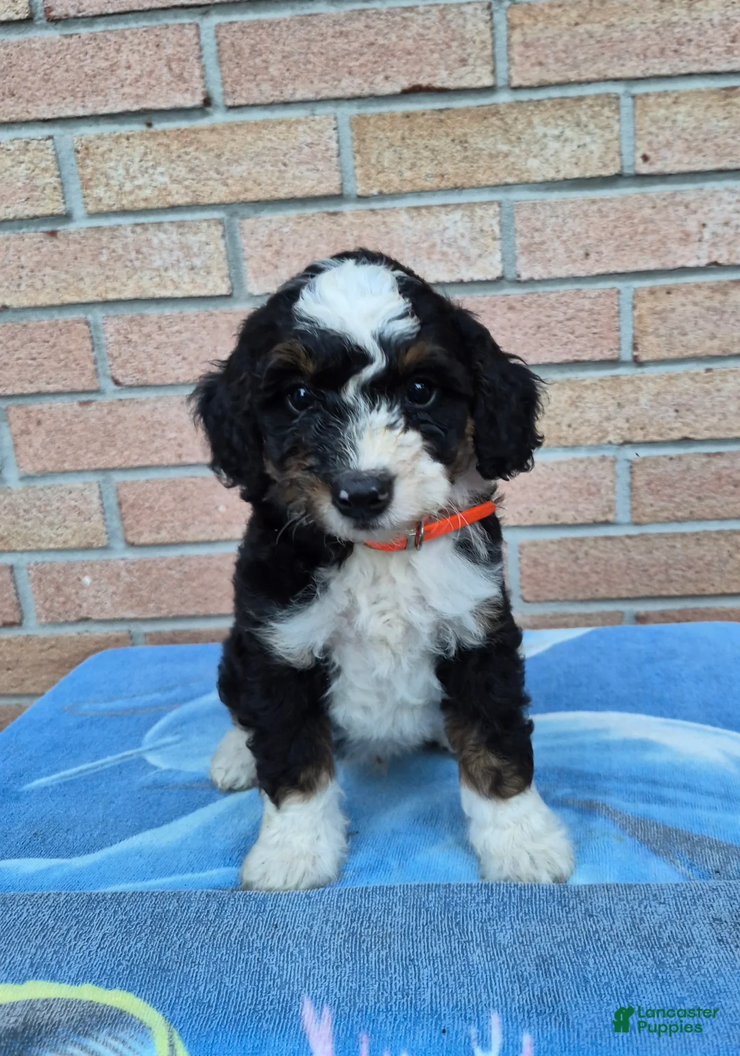 Mini Bernedoodle dogs for sale: Thunder - Ad 1