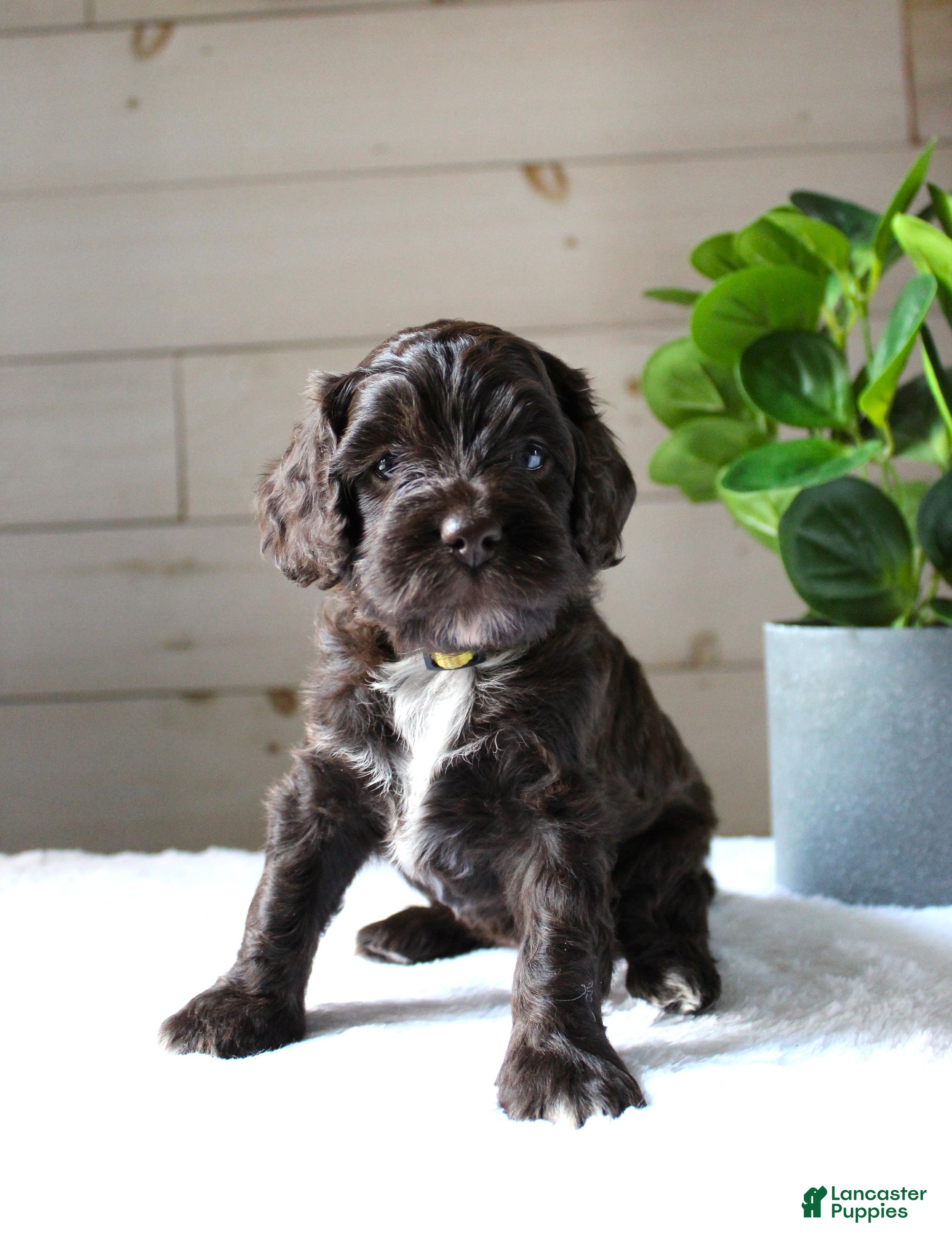 Cockapoo dogs Oakley - Ad 2