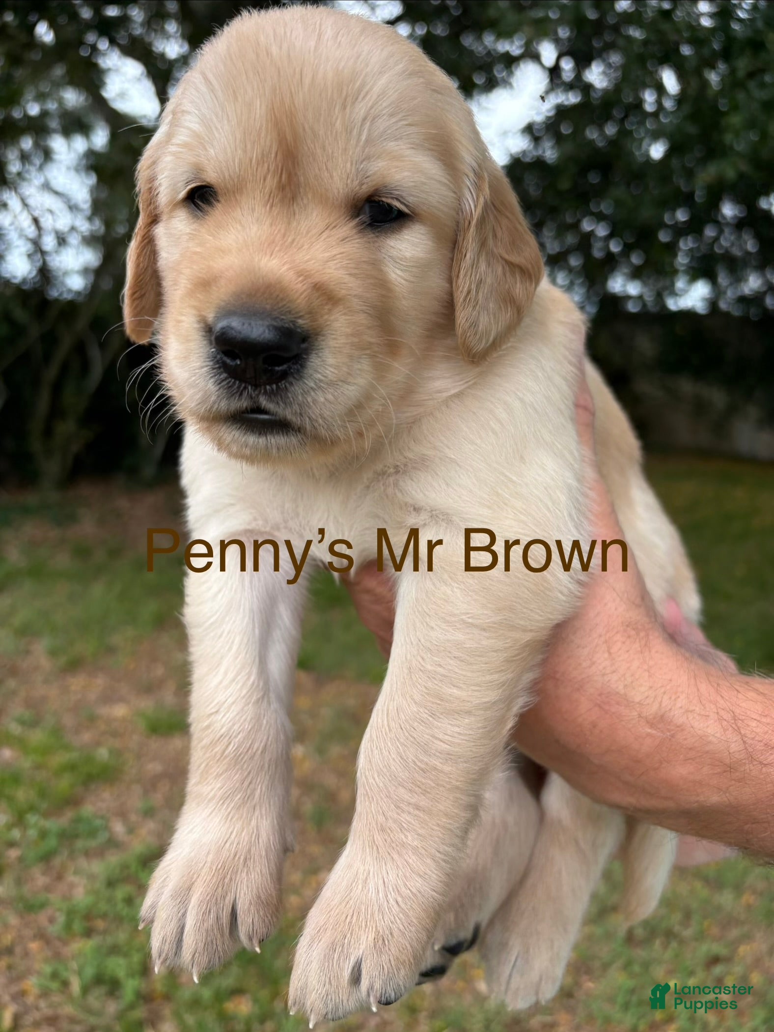 Golden Retriever dogs Penny’s Mr. Brown - Ad 19