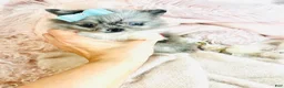 Pomeranian dogs for sale: Pomeranian Puppy 1 - Ad 1
