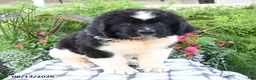 Newfoundland dogs for sale: Maritime - Ad 4