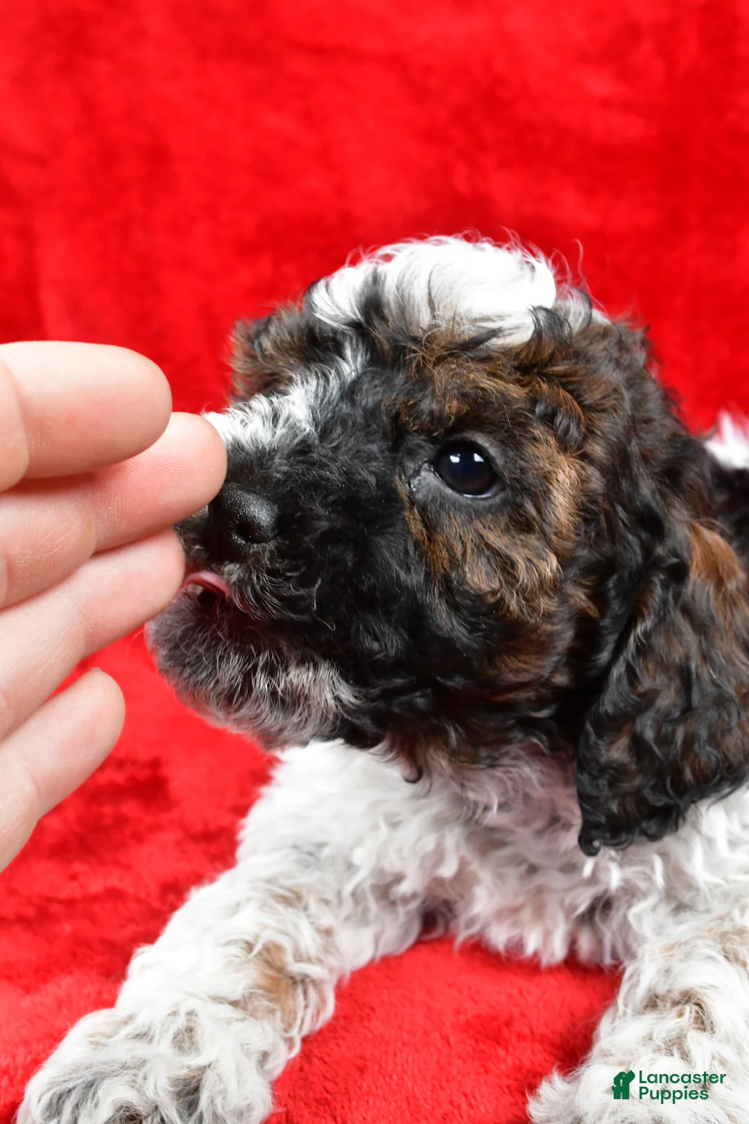 Cockapoo dogs for sale: Daxter - Ad 8
