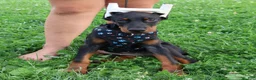Doberman Pinscher dogs for sale: Doberman Pinscher 4 - Ad 20