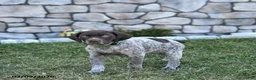 German Shorthaired Pointer dogs for sale: Bodie - Ad 4