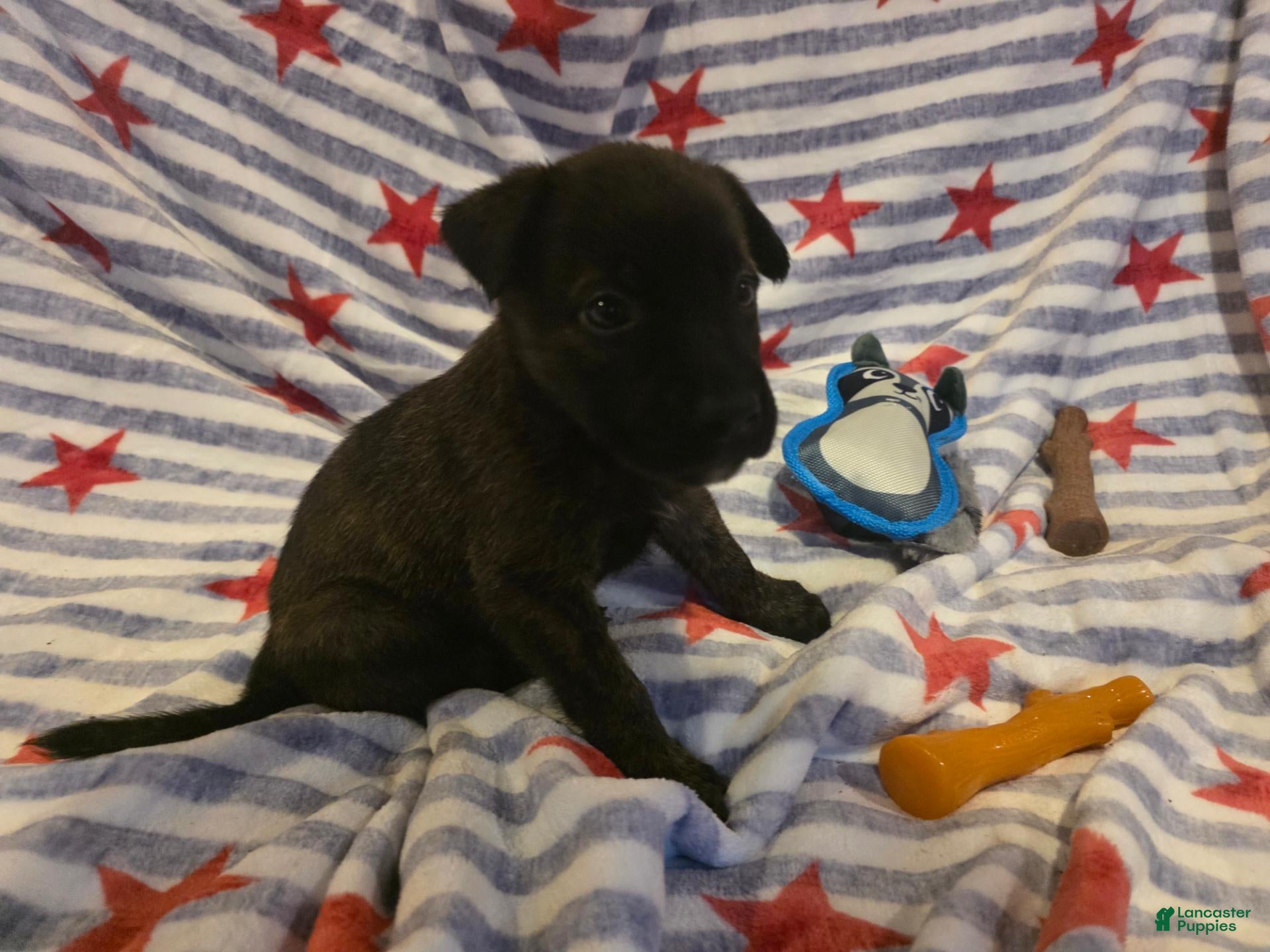 Mixed Breed dogs Mixed Breed 2 - Ad 1