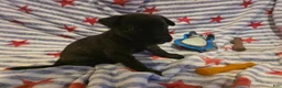 Mixed Breed dogs for sale: Mixed Breed 2 - Ad 1