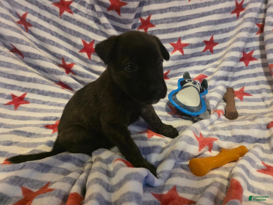 Mixed Breed dogs for sale: Mixed Breed 2 - Ad 1