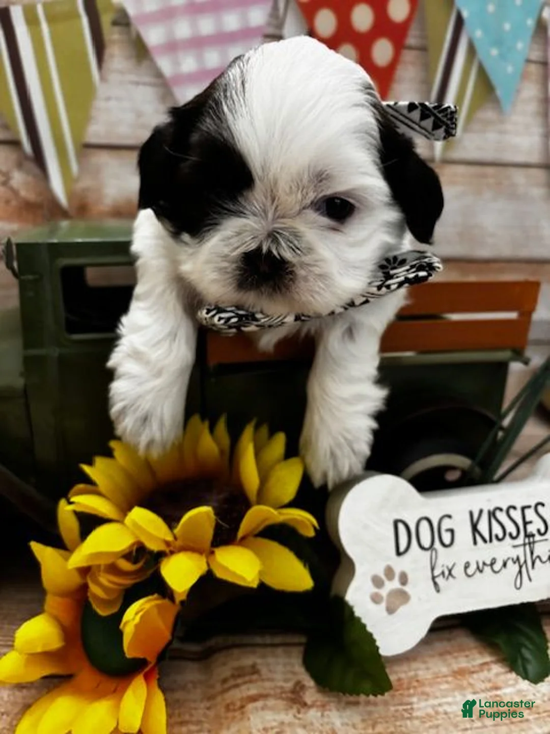 Shih Tzu dogs for sale: Oreo  - Ad 2
