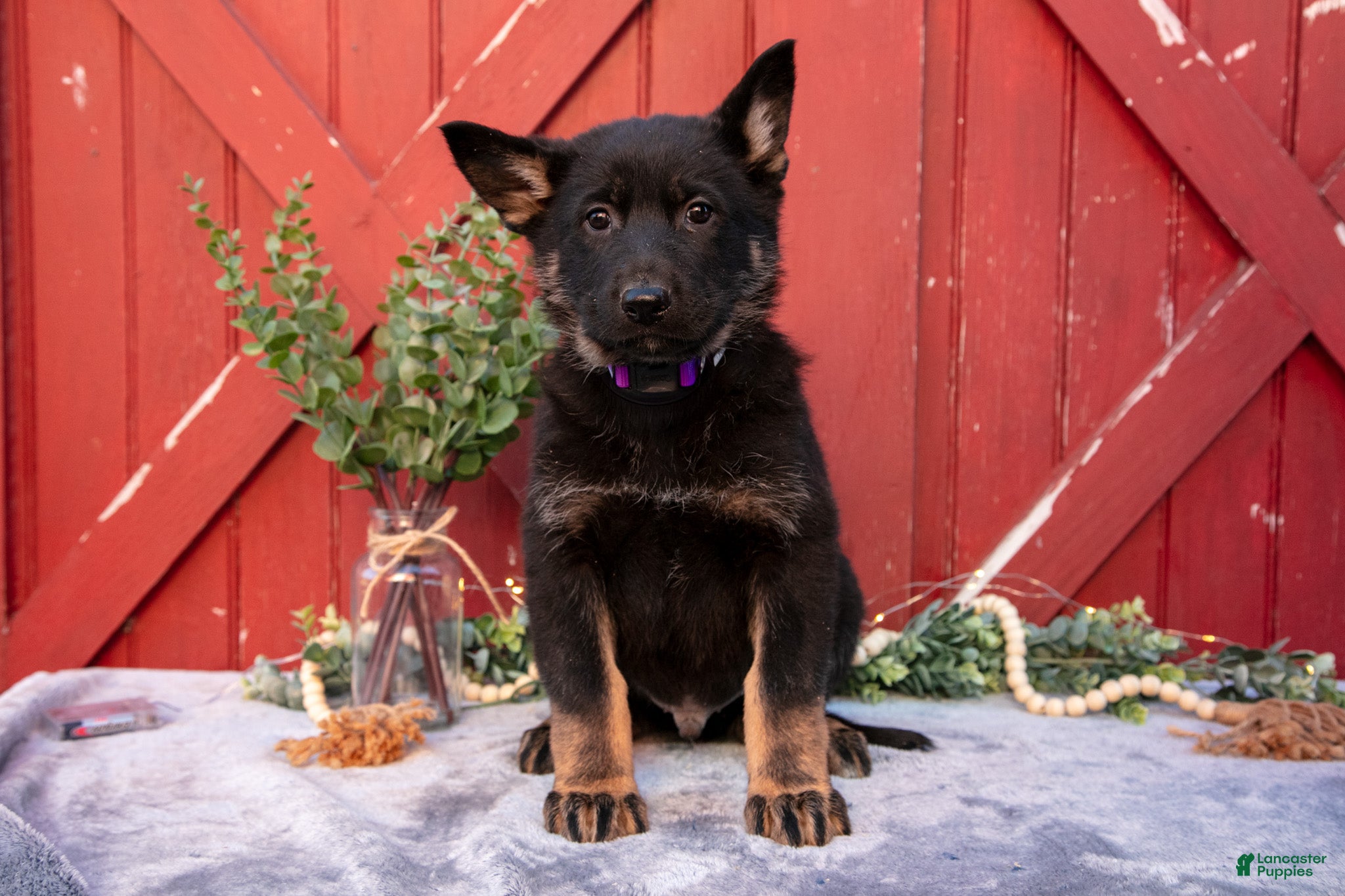 German Shepherd dogs Atlas - Ad 1