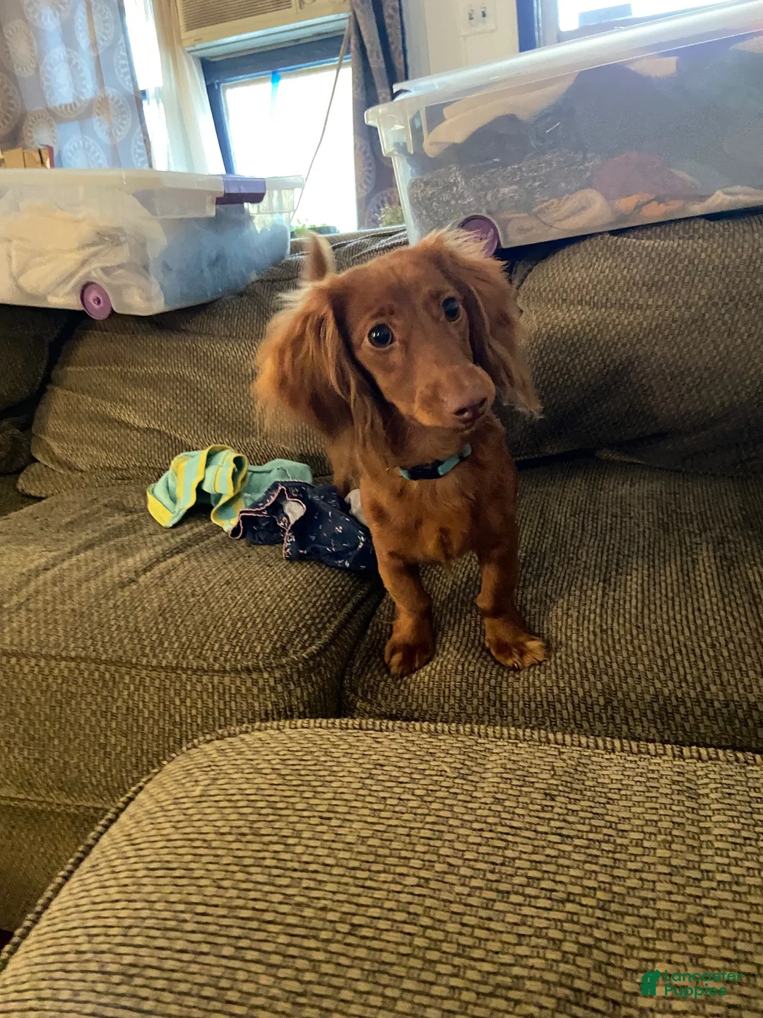 Dachshund dogs for sale: Dachshund 2 - Ad 8