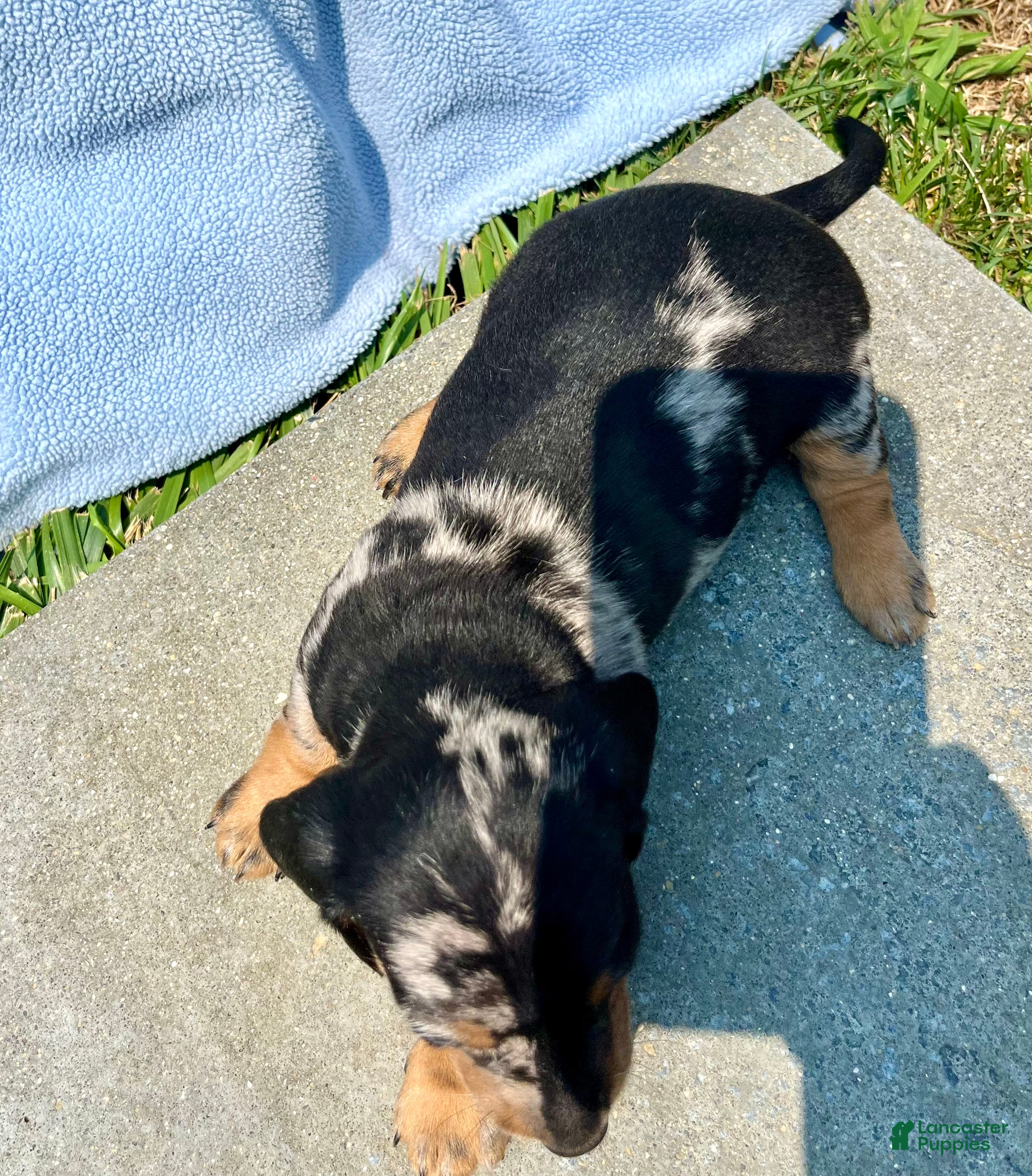Dachshund dogs Pansy❤️ACA Dapple🐾Text or Call today - Ad 2